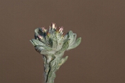 David Plant Photography - Wildlife Photography - Red-tipped cudweed - A