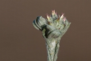 David Plant Photography - Wildlife Photography - Red-tipped cudweed - C