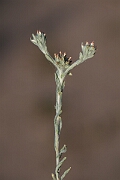 David Plant Photography - Wildlife Photography - Red-tipped cudweed - H
