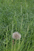 David Plant Photography - Wildlife Photography - Salsify - A