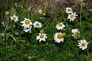 David Plant Photography - Wildlife Photography - Sea mayweed - F