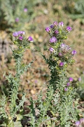 David Plant Photography - Wildlife Photography - Slender thistle - L