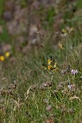David Plant Photography - Wildlife Photography - Spathulate fleawort, Tephroseris integrifoli - A