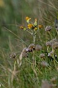 David Plant Photography - Wildlife Photography - Spathulate fleawort, Tephroseris integrifoli - B
