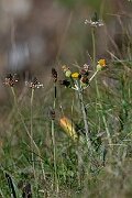 David Plant Photography - Wildlife Photography - Spathulate fleawort, Tephroseris integrifoli - C
