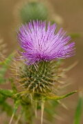 David Plant Photography - Wildlife Photography - Spear thistle - D