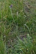 David Plant Photography - Wildlife Photography - Tuberous thistle - A