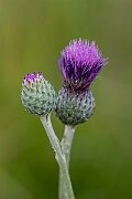 David Plant Photography - Wildlife Photography - Tuberous thistle - B