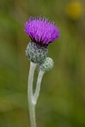 David Plant Photography - Wildlife Photography - Tuberous thistle - C