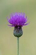 David Plant Photography - Wildlife Photography - Tuberous thistle - D