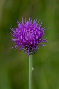 David Plant Photography - Wildlife Photography - Tuberous thistle - E
