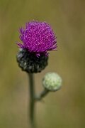 David Plant Photography - Wildlife Photography - Tuberous thistle - F