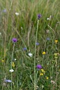David Plant Photography - Wildlife Photography - Tuberous thistle - G
