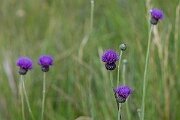 David Plant Photography - Wildlife Photography - Tuberous thistle - H