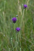 David Plant Photography - Wildlife Photography - Tuberous thistle - I