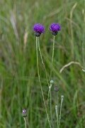 David Plant Photography - Wildlife Photography - Tuberous thistle - J