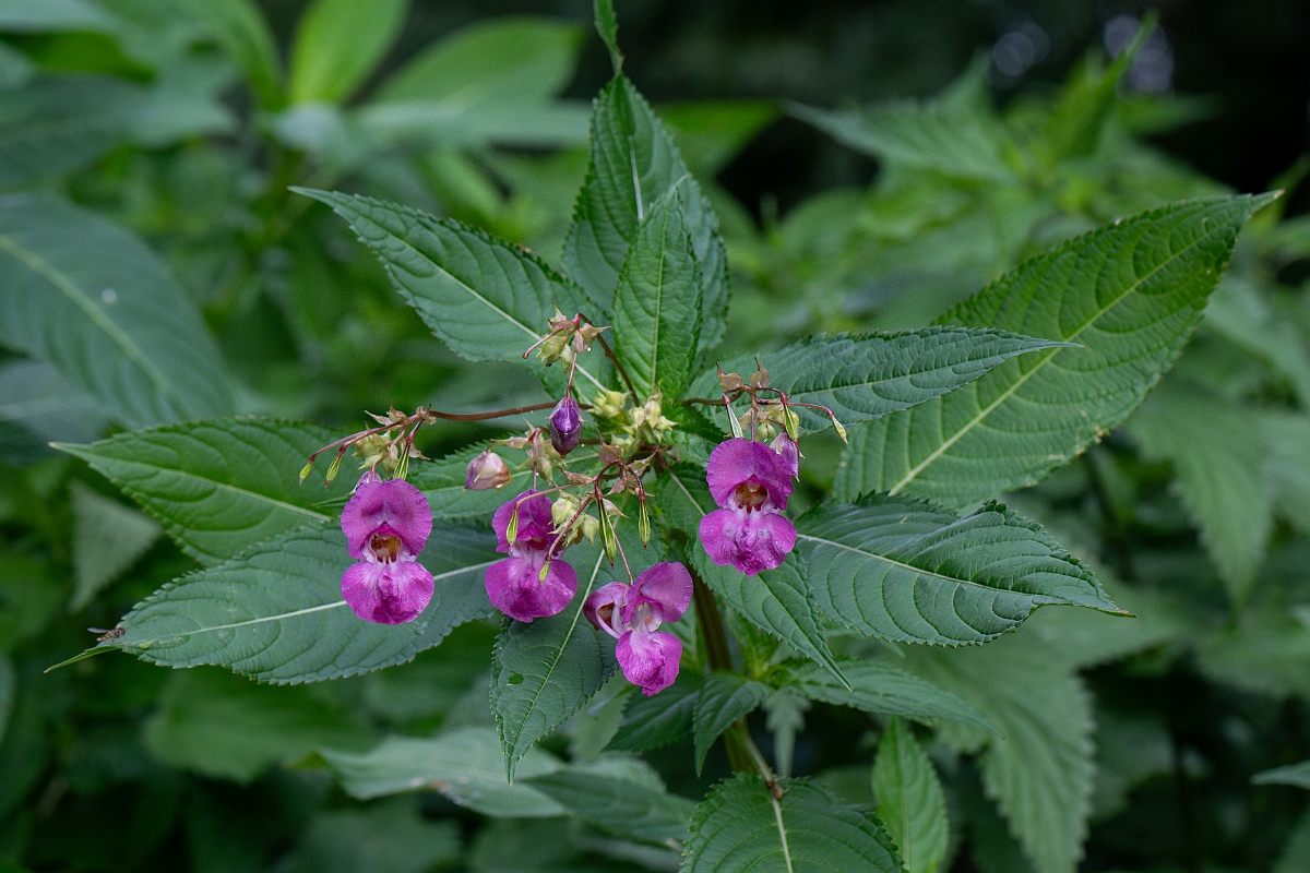 David Plant Photography - Wildlife Photography - Himalayan balsam - A.jpg - Himalayan balsam - Bedfordshire