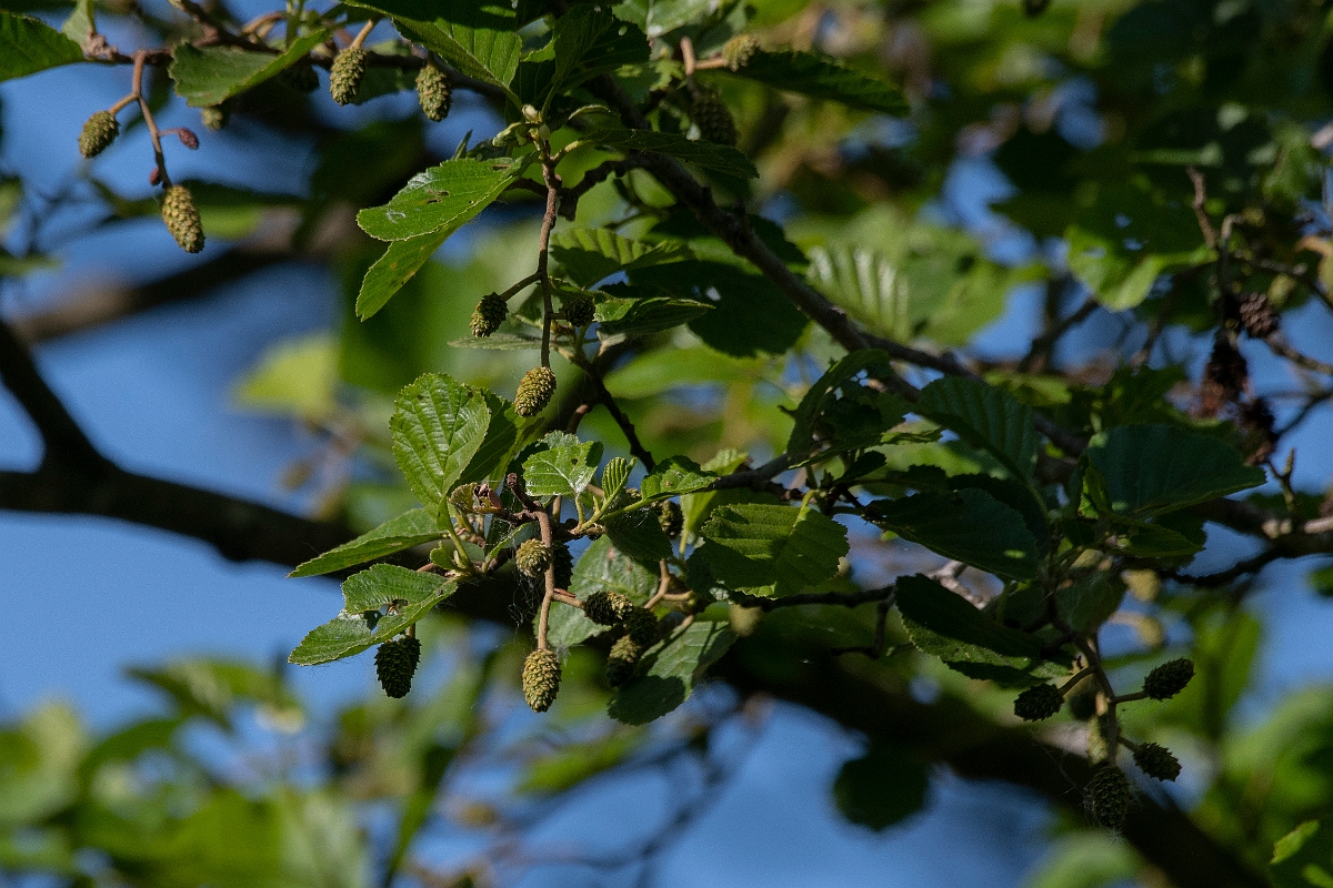 David Plant Photography - Wildlife Photography - Alder - B.JPG - Alder - Cambridgeshire