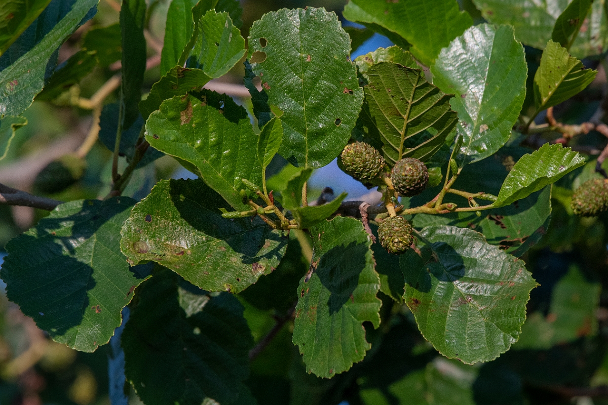 David Plant Photography - Wildlife Photography - Alder - F.JPG - Alder - Inverness-shire