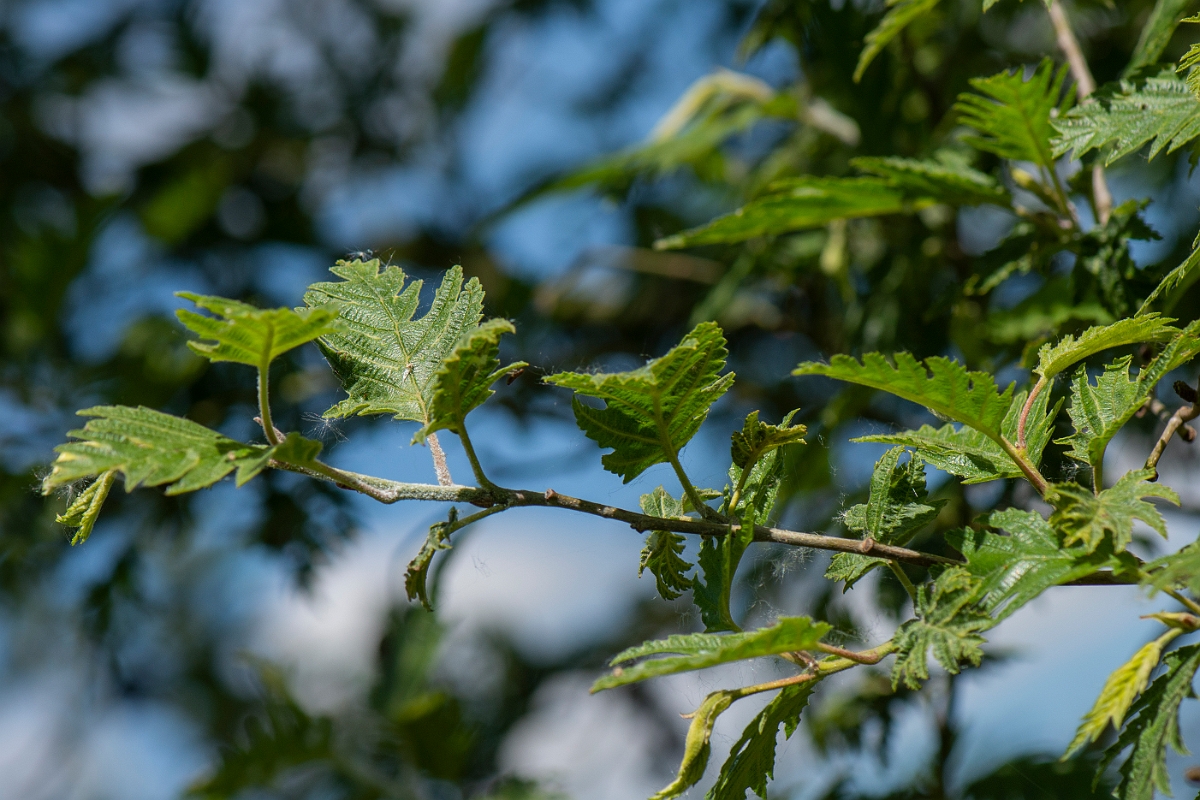 David Plant Photography - Wildlife Photography - Cut-leaved alder - B.JPG - Cut-leaved alder - Oxfordshire