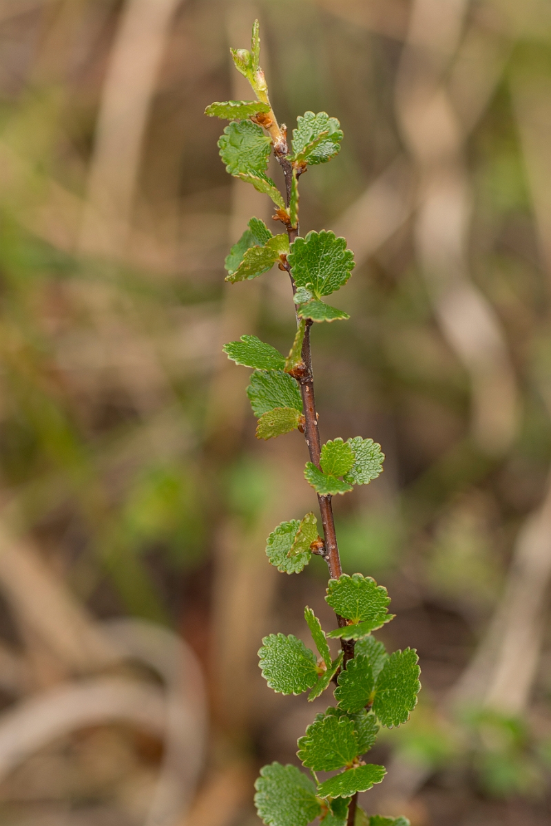 David Plant Photography - Wildlife Photography - Dwarf birch - B.jpg - Dwarf birch - County Durham