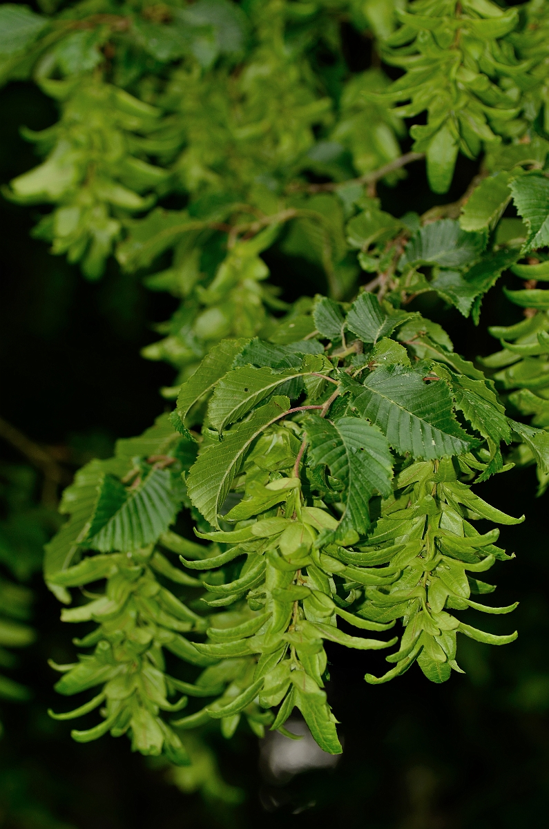 David Plant Photography - Wildlife Photography - Hornbeam - A.jpg - Hornbeam - Norfolk
