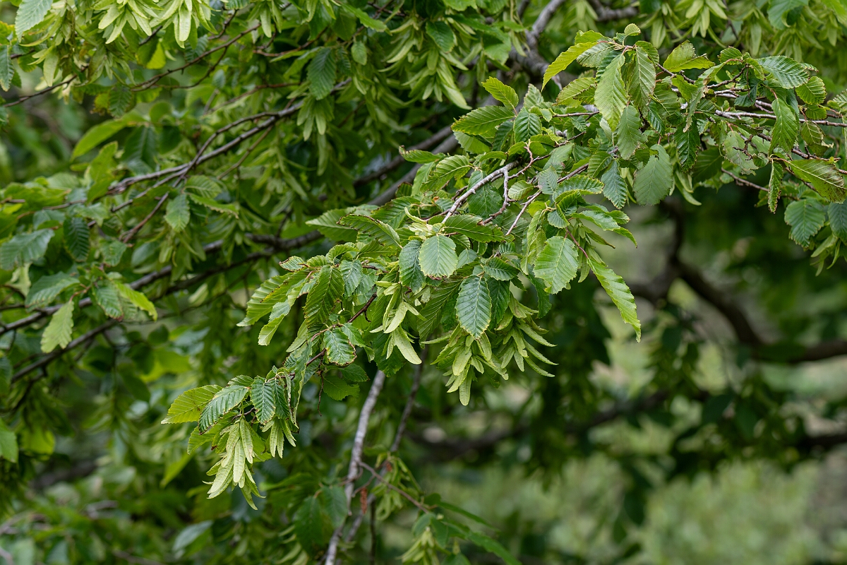 David Plant Photography - Wildlife Photography - Hornbeam - B.jpg - Hornbeam - Avon