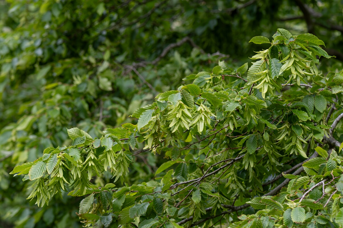 David Plant Photography - Wildlife Photography - Hornbeam - C.jpg - Hornbeam - Avon