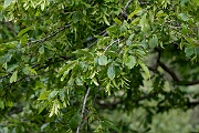 David Plant Photography - Wildlife Photography - Hornbeam - B
