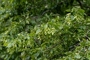 David Plant Photography - Wildlife Photography - Hornbeam - C