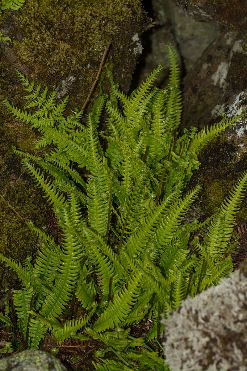 David Plant Photography - Wildlife Photography - Hard fern - A.jpg - Hard fern - County Durham