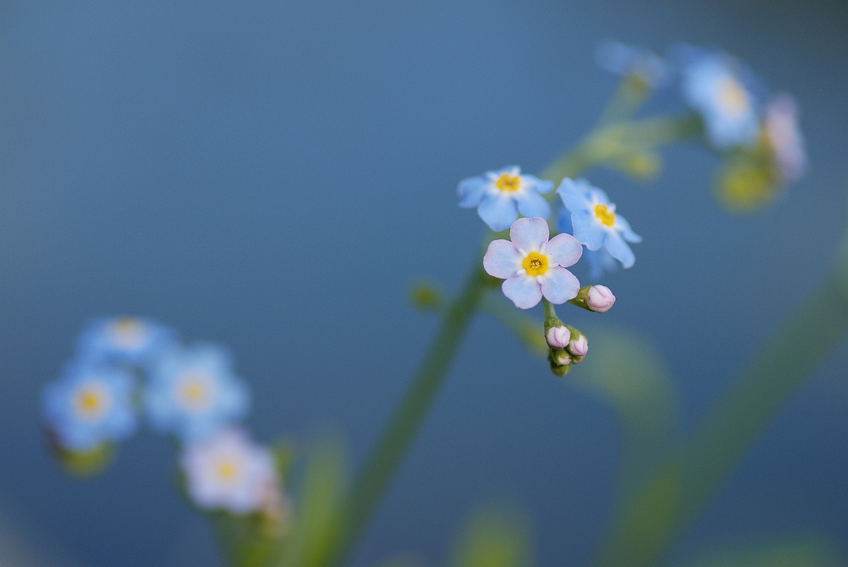 David Plant Photography - Wildlife Photographer - Water forgetmenot - A.jpg - Water forgetmenot - Cotswolds