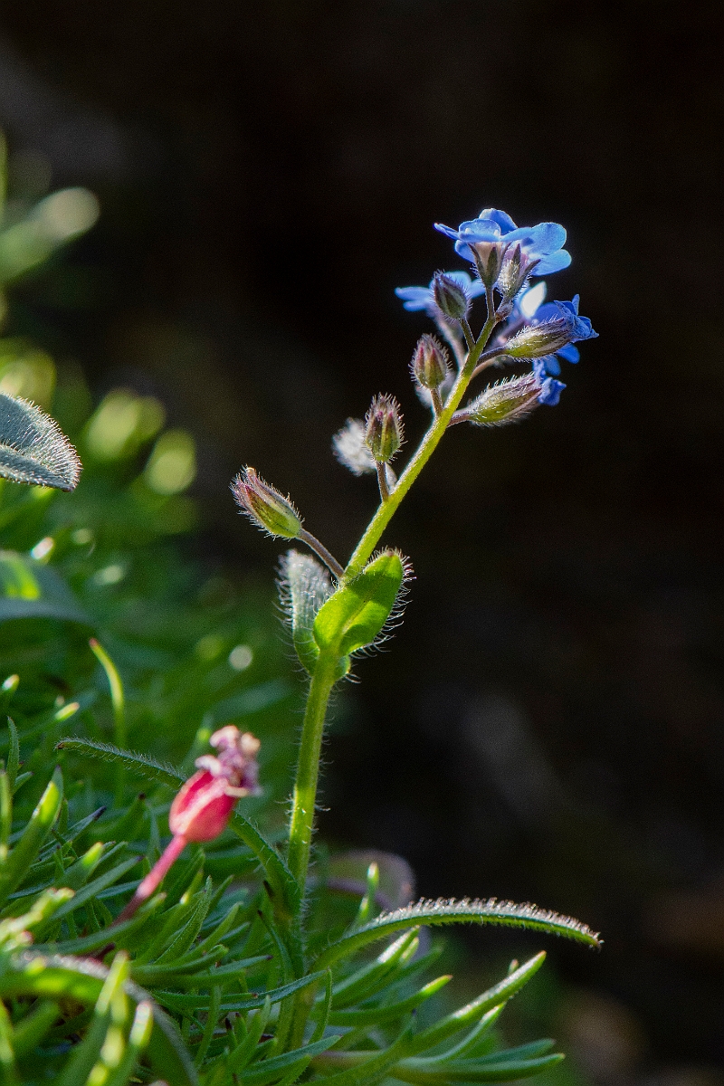 David Plant Photography - Wildlife Photography - Alpine forgetmenot - H.JPG - Alpine forgetmenot - Perthshire