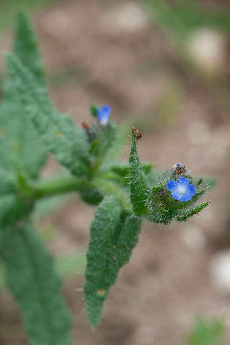 David Plant Photography - Wildlife Photography - Bugloss - B.JPG - Bugloss - Suffolk
