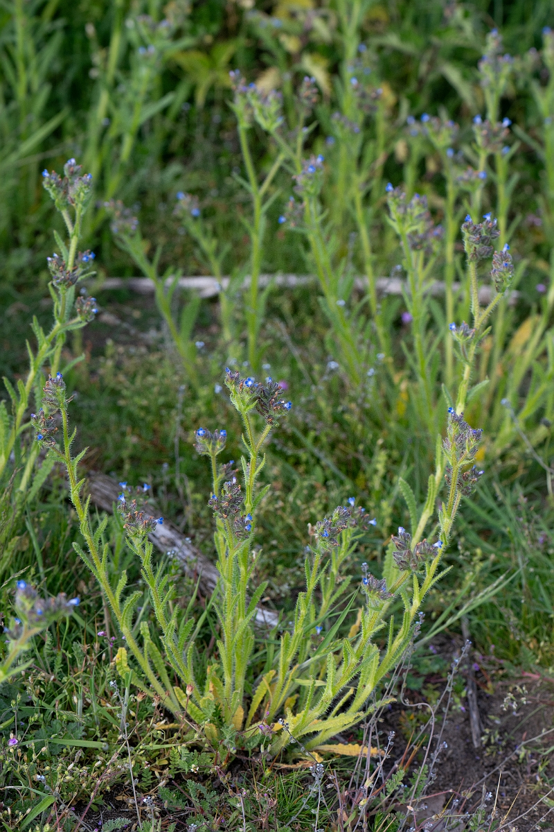 David Plant Photography - Wildlife Photography - Bugloss - F.jpg - Bugloss - Suffolk