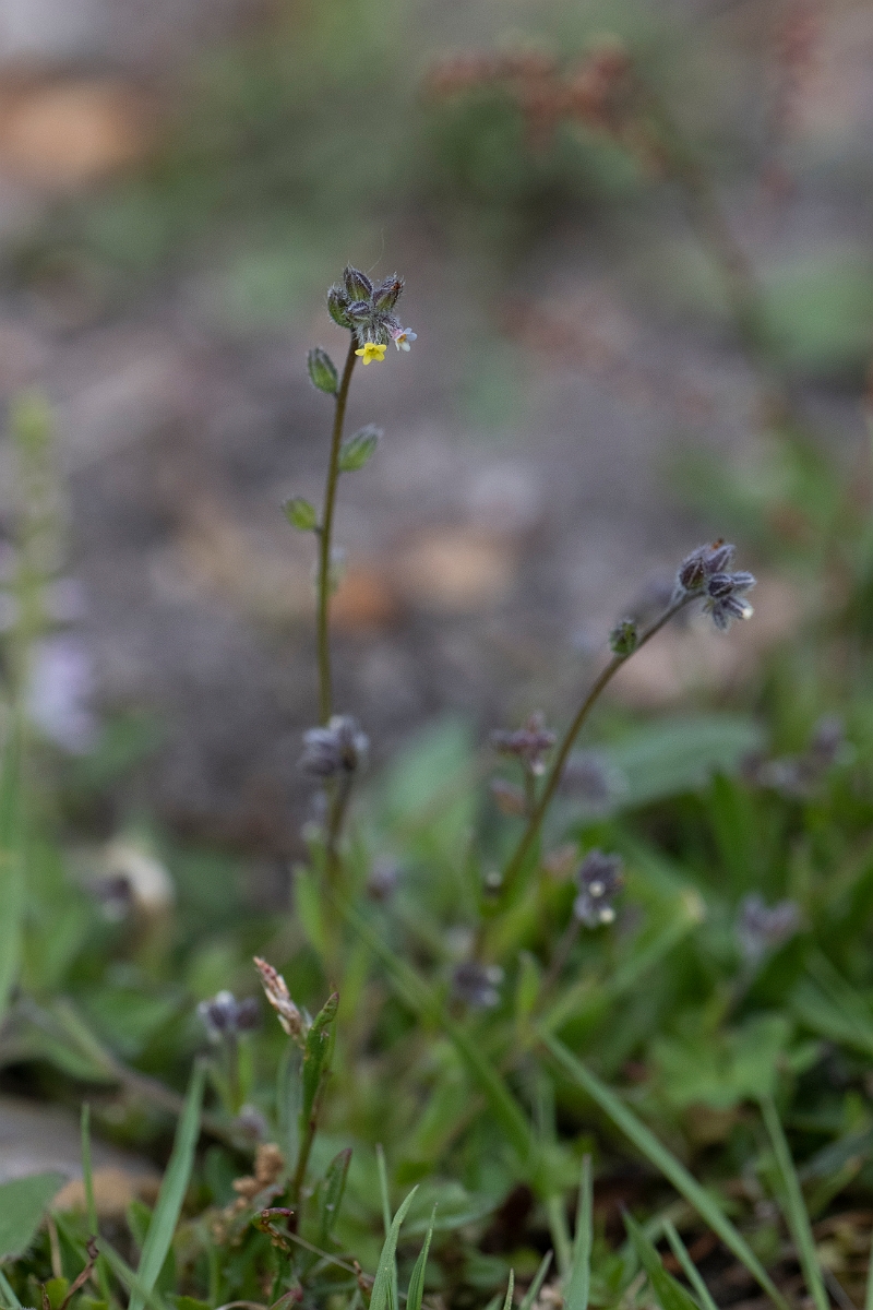 David Plant Photography - Wildlife Photography - Changing forgetmenot - B.JPG - Changing forgetmenot - Norfolk