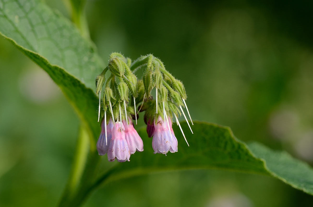 David Plant Photography - Wildlife Photography - Common comfrey - B.jpg - Common comfrey - Suffolk