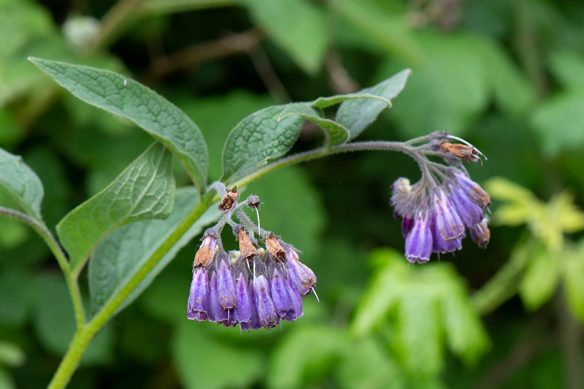 David Plant Photography - Wildlife Photography - Common comfrey - C.JPG - Common comfrey flowers - Cambridgeshire