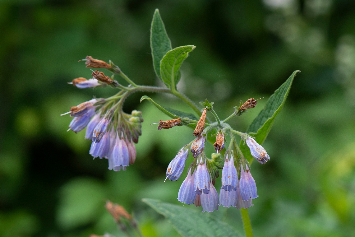 David Plant Photography - Wildlife Photography - Common comfrey - D.JPG - Common comfrey flowers - Cambridgeshire