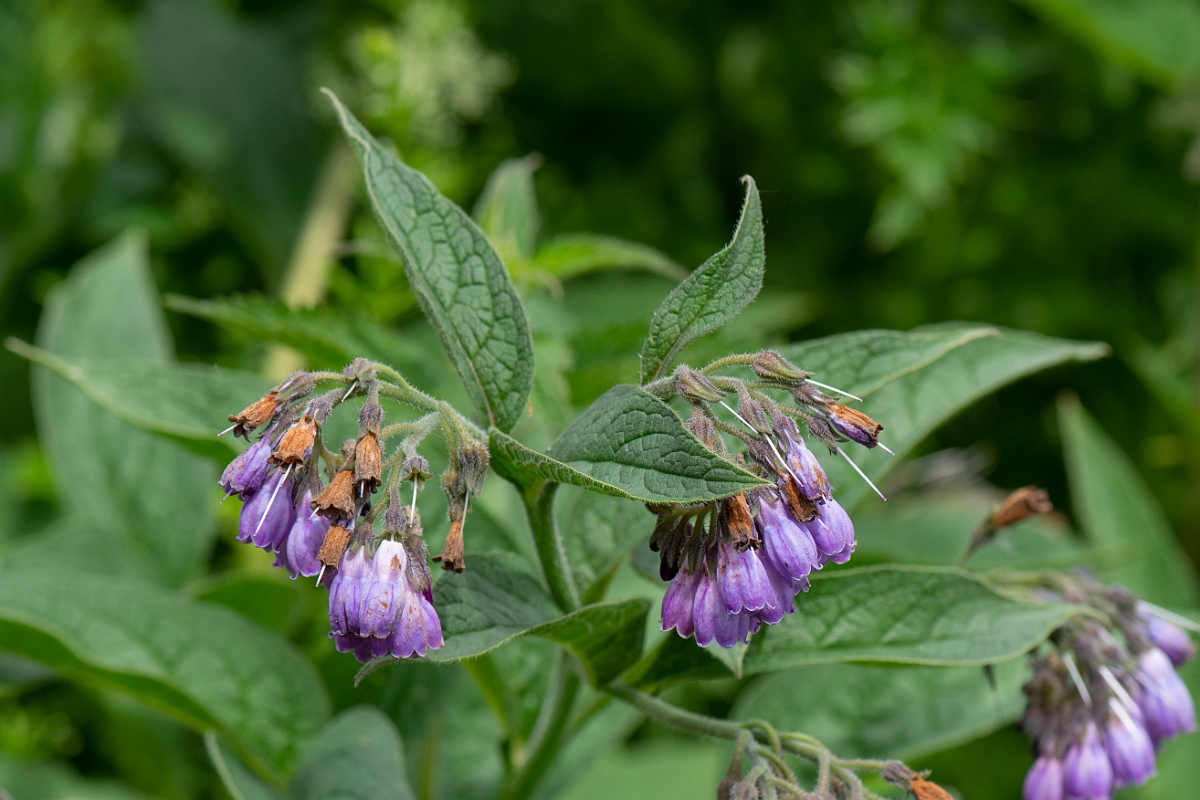 David Plant Photography - Wildlife Photography - Common comfrey - H.JPG - Common comfrey flowers - Cambridgeshire