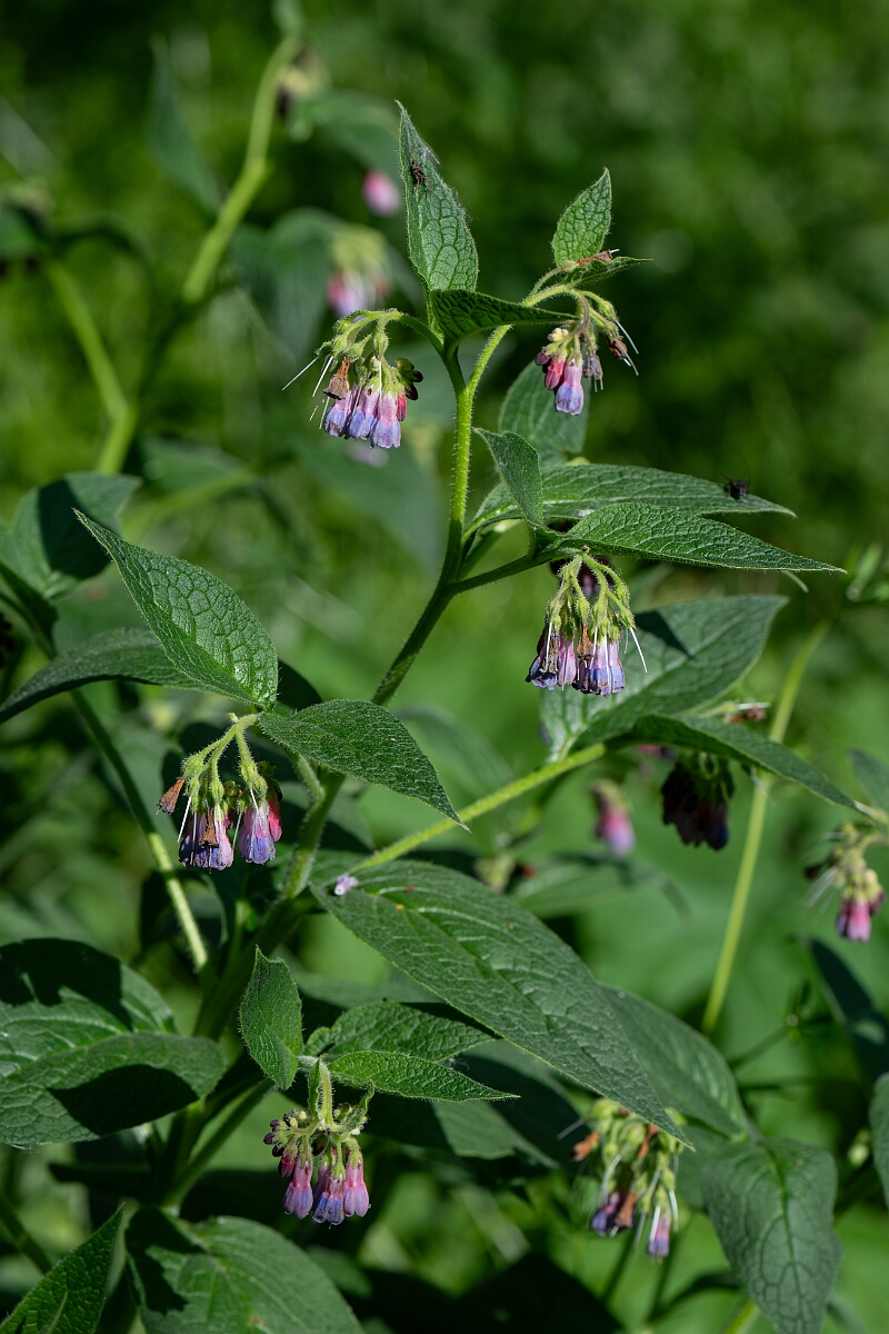 David Plant Photography - Wildlife Photography - Common comfrey - I.jpg - Common comfrey - Norfolk