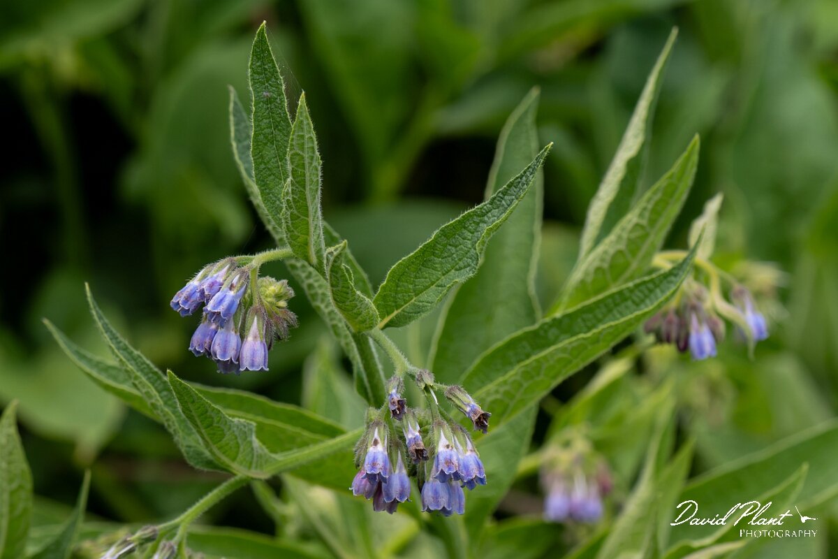 David Plant Photography - Wildlife Photography - Common comfrey - J.jpg - Common comfrey, Symphytum officinale  - North Somerset