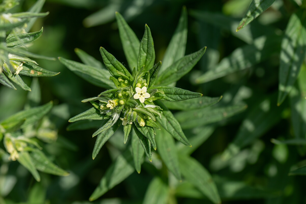 David Plant Photography - Wildlife Photography - Common gromwell - E.jpg - Common gromwell, Lithospermum officinale, flower - Suffolk