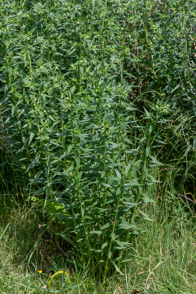 David Plant Photography - Wildlife Photography - Common gromwell - F.jpg - Common gromwell, Lithospermum officinale, plant - Suffolk