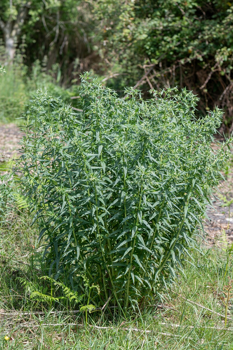 David Plant Photography - Wildlife Photography - Common gromwell - G.jpg - Common gromwell, Lithospermum officinale, plant - Suffolk