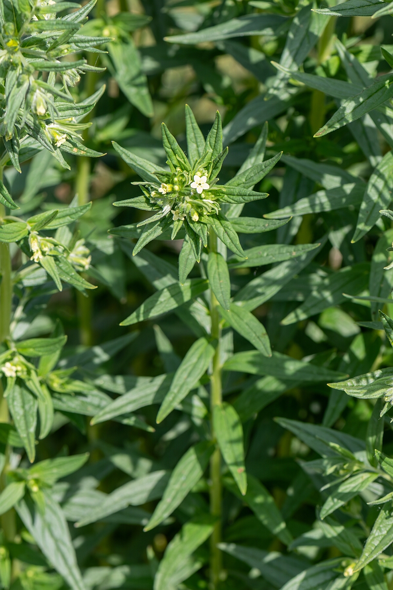 David Plant Photography - Wildlife Photography - Common gromwell - H.jpg - Common gromwell, Lithospermum officinale, plant - Suffolk