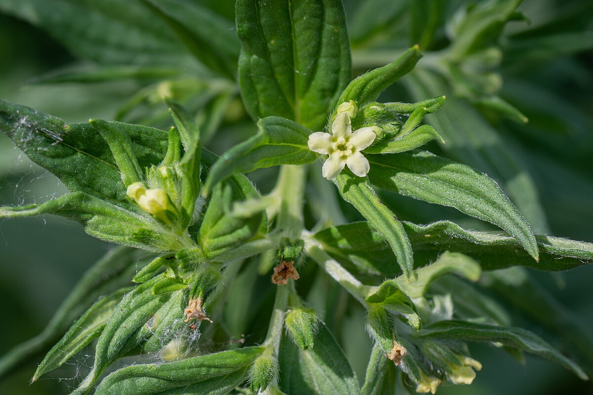 David Plant Photography - Wildlife Photography - Common gromwell - I.jpg - Common gromwell, Lithospermum officinale, flower - Suffolk