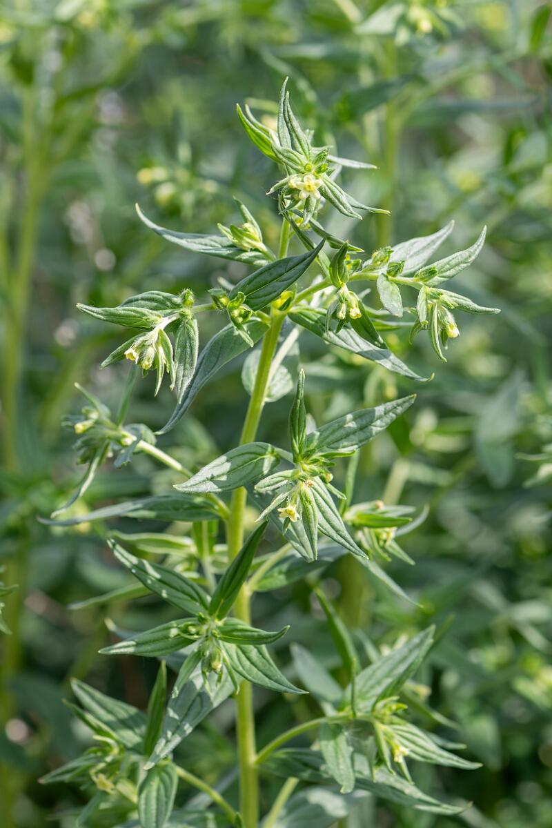 David Plant Photography - Wildlife Photography - Common gromwell - J.jpg - Common gromwell, Lithospermum officinale, plant - Suffolk