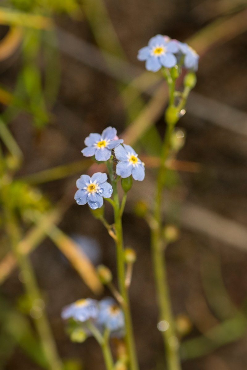 David Plant Photography - Wildlife Photography - Creeping forgetmenot - A.jpg - Creeping forgetmenot - Ayrshire