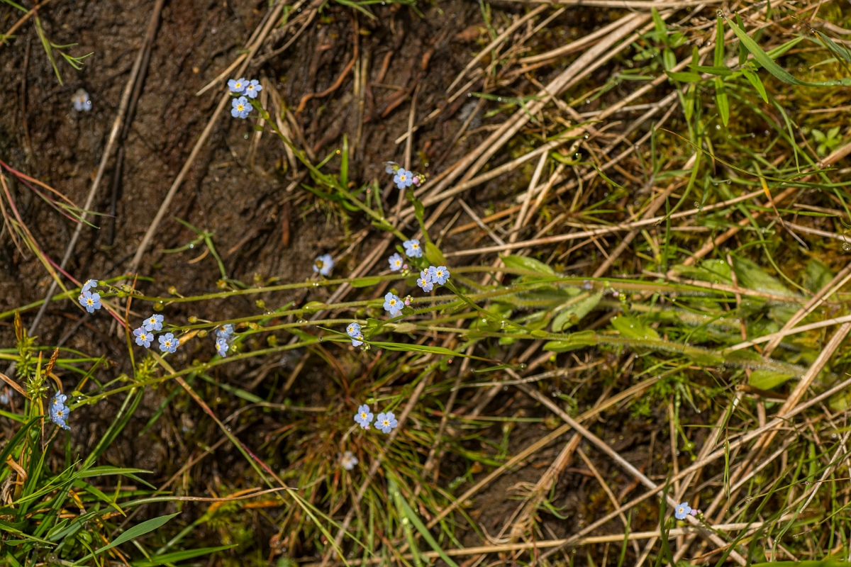 David Plant Photography - Wildlife Photography - Creeping forgetmenot - B.jpg - Creeping forgetmenot - Ayrshire